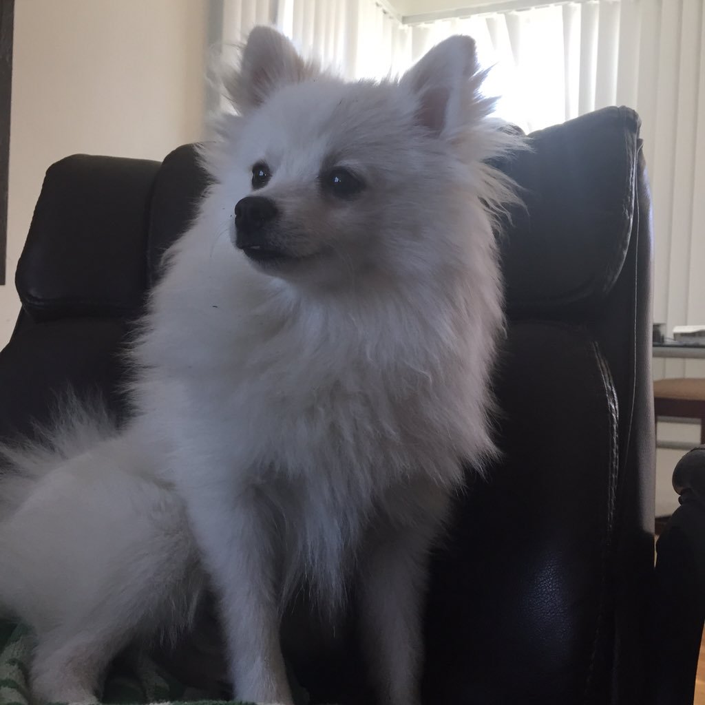 Essentials: “more cheese please” – Lil&nbsp;Hank