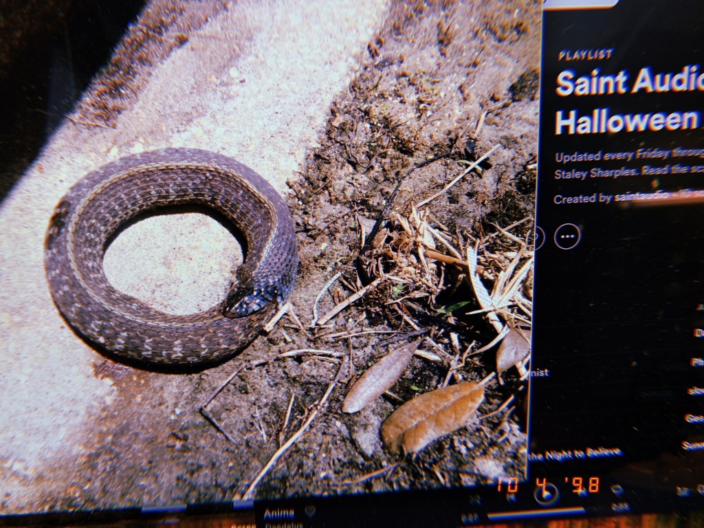 Halloween 2019 Part I:&nbsp;Ouroboros